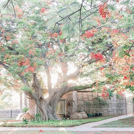 Tshukudiba Game Lodge Tom Burke エクステリア 写真